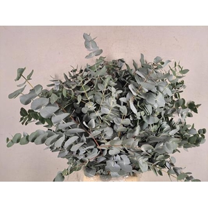 Eucalyptus Cinerea Bs 400g