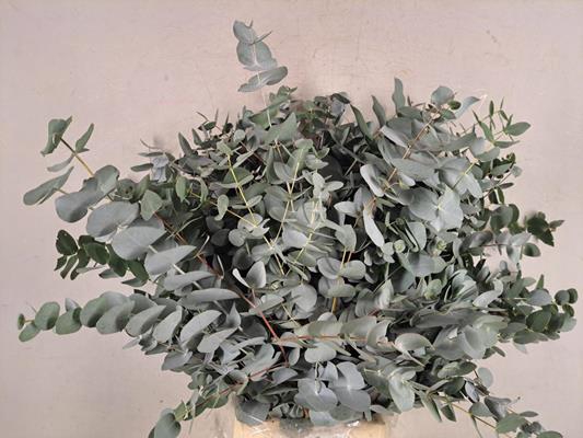 Eucalyptus Cinerea Bs 300g