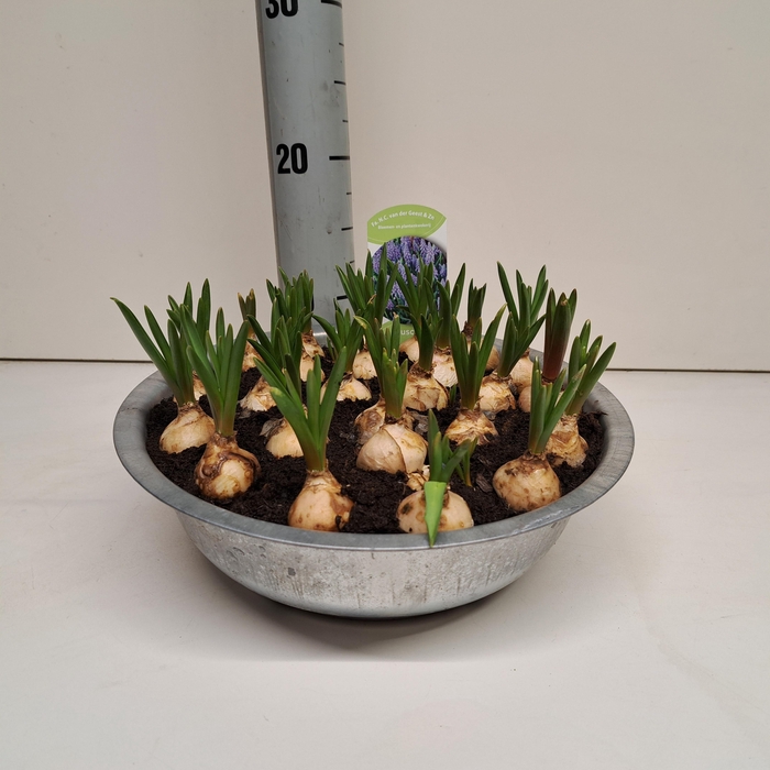 <h4>MUSCAR BIG SMILE</h4>