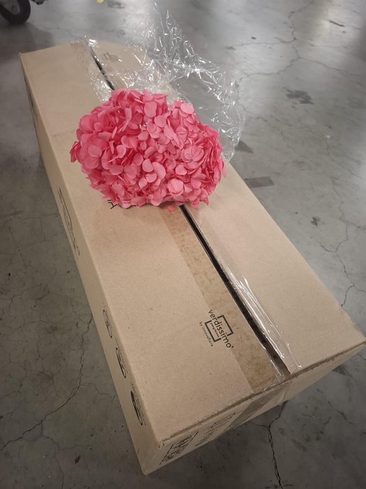 <h4>Dried hydrangea candy pink</h4>