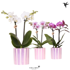 Kolibri Orchids Phalaenopsis mix 2 spike in Painted Stripe pink