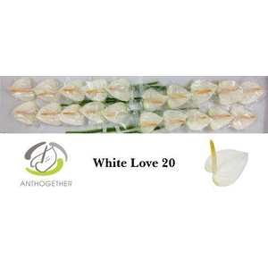 Anthurium White Love