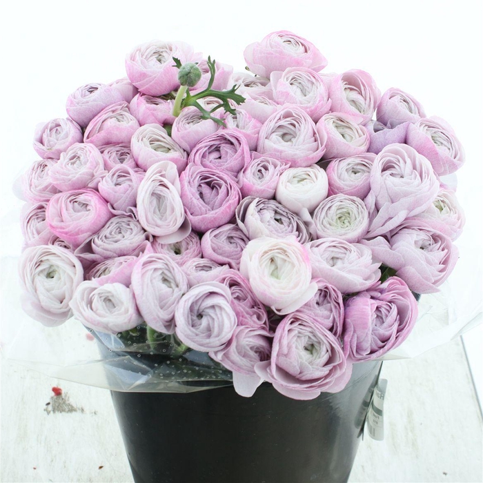 <h4>Ran Su Sr Nebbia I</h4>