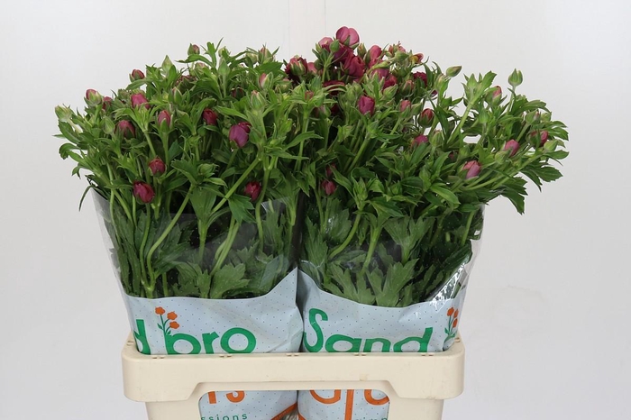 <h4>Ranunculus Magical Raspberry</h4>