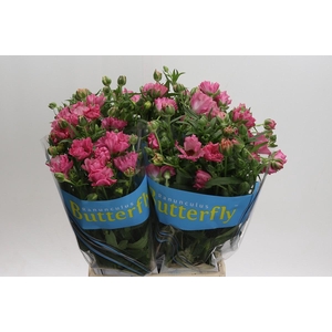 Ranunculus Butterfly Isis