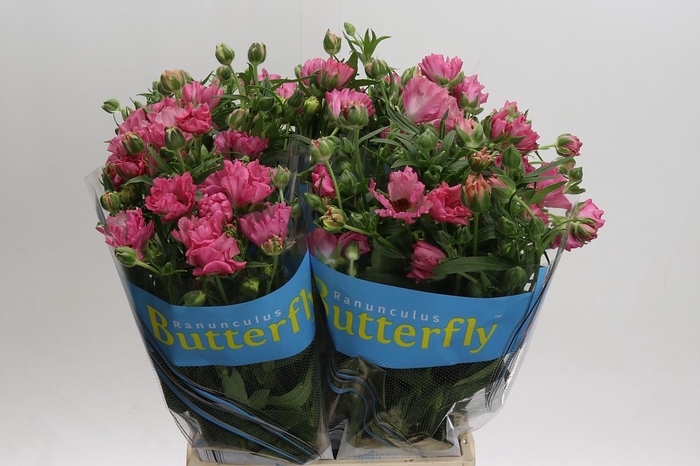 <h4>Ranunculus Butterfly Isis</h4>