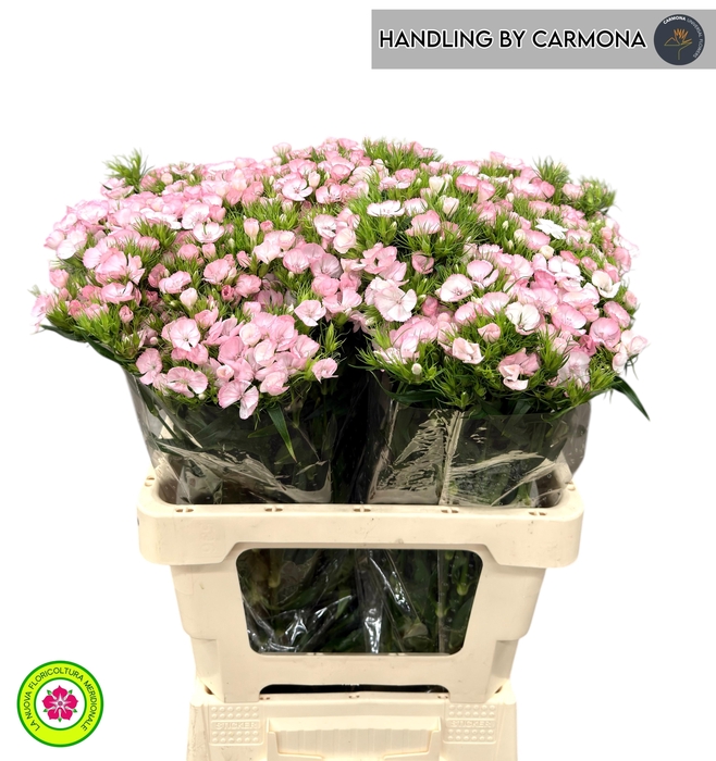 <h4>DI BARB EARL BRE</h4>