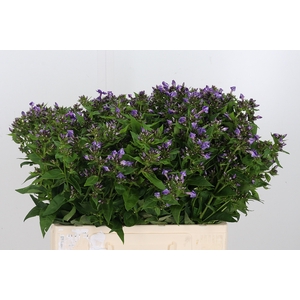Phlox P Crissy