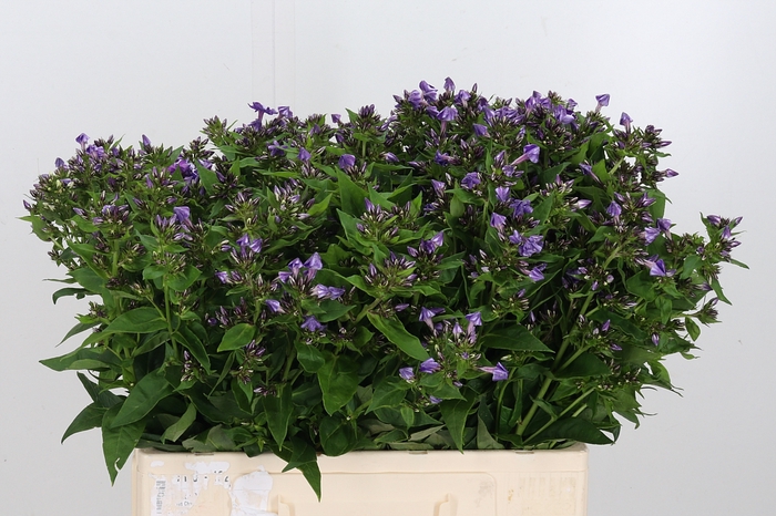 <h4>Phlox P Crissy</h4>