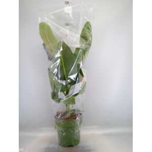 Musa  'Dwarf Cavendish'