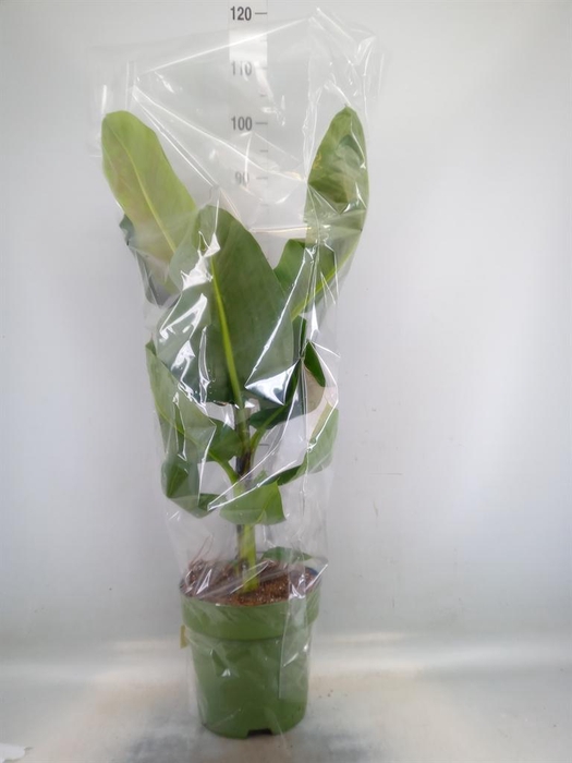 <h4>Musa  'Dwarf Cavendish'</h4>