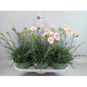 Dianthus   ...