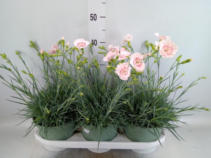 <h4>Dianthus ...</h4>