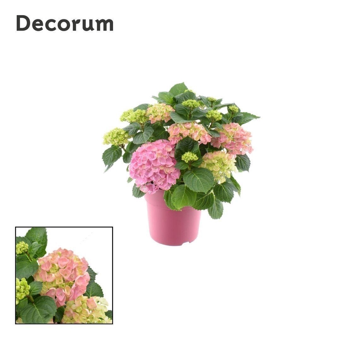 <h4>Hydrangea Bol Pink 10 - 15 kop in gekleurde sierpot (Decorum)</h4>