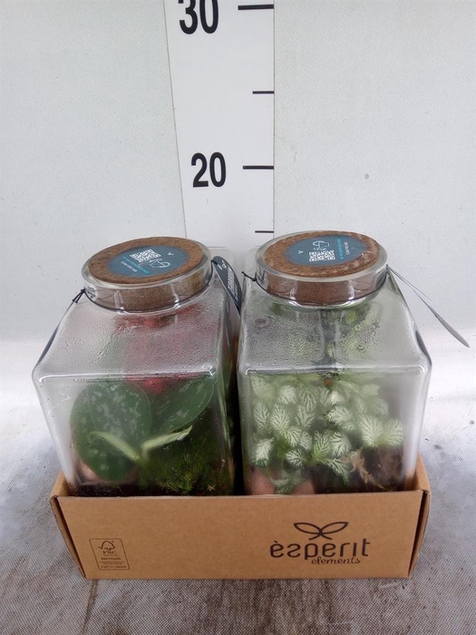 <h4>Arr.    Planten  L%</h4>