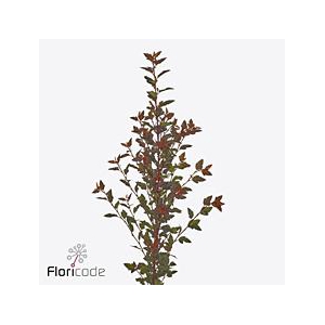 Physocarpus magical sweet cherry