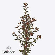 <h4>Physocarpus magical sweet cherry</h4>