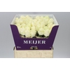 Rosa Gr Four Seasons+