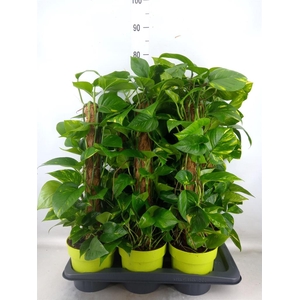 Epipremnum pinn.   ...moss stick