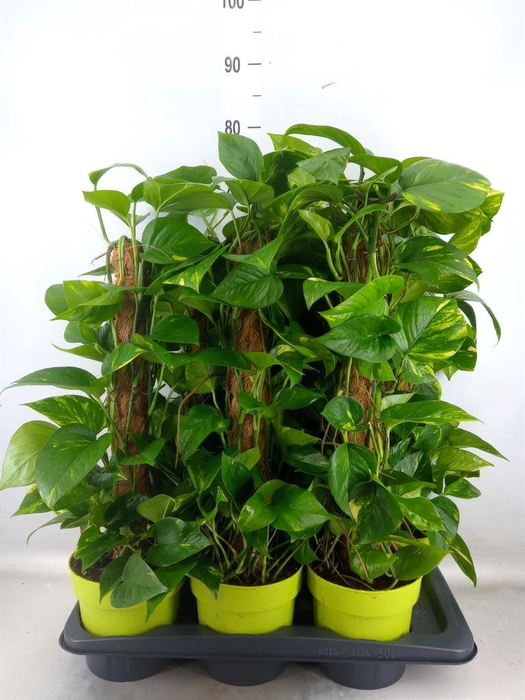 <h4>Epipremnum pinn. ...moss stick</h4>