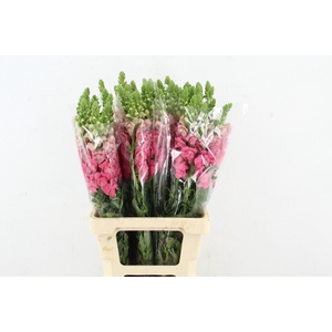 ANTIR POTOMAC HOT PINK