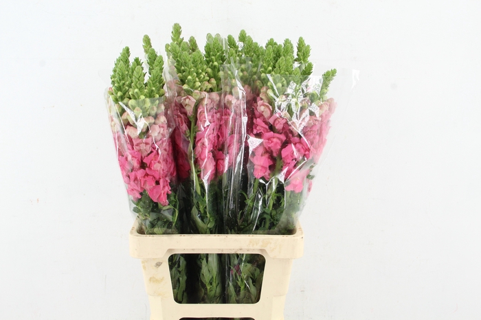 <h4>ANTIR POTOMAC HOT PINK</h4>