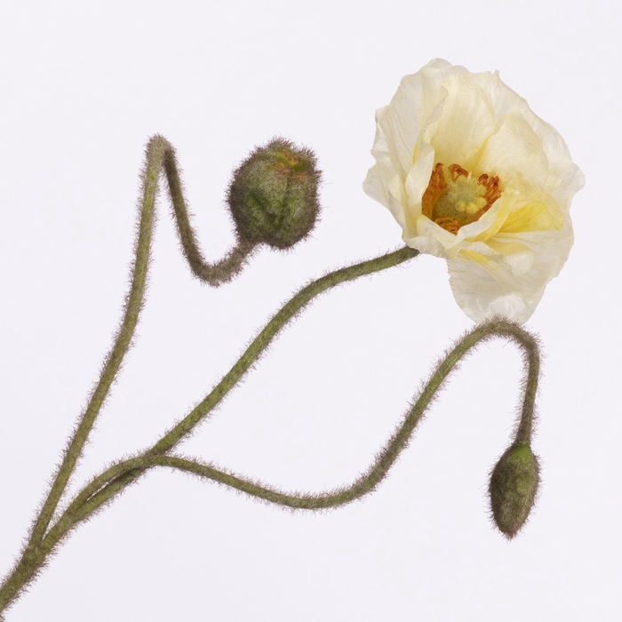 <h4>Papaver Spray Yellow FL440350YEL</h4>