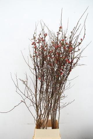 <h4>CHAENOMELES JAPONICA PINK 160CM</h4>