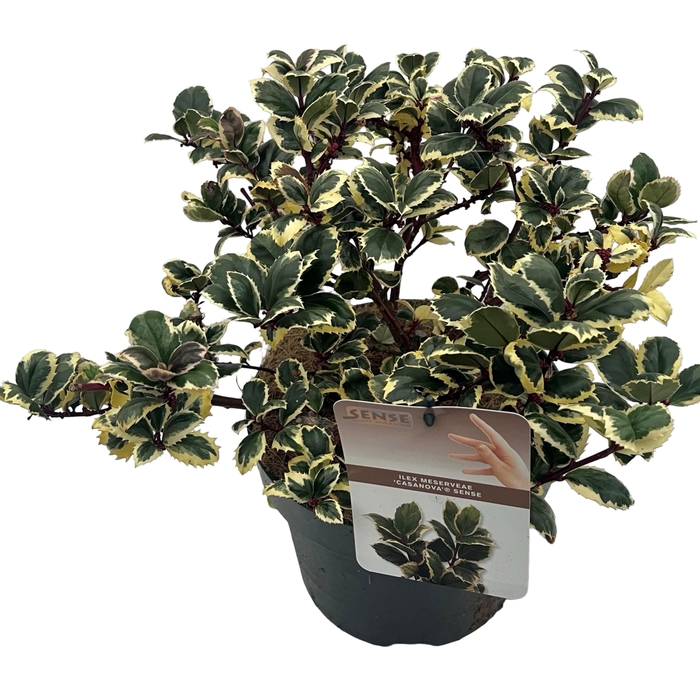 <h4>Ilex meserveae 'Casanova' sense</h4>
