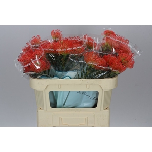 Leucospermum Succession