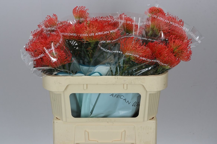 <h4>Leucospermum Succession</h4>
