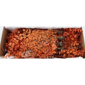 PF EUC STUART ORANGE BS 150GR