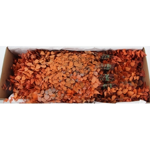 PF EUC STUART ORANGE BS 150GR