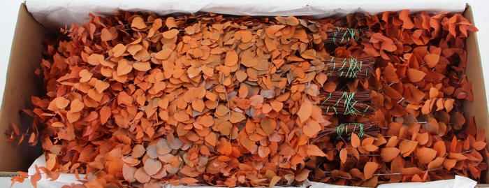 <h4>PF EUC STUART ORANGE BS 150GR</h4>