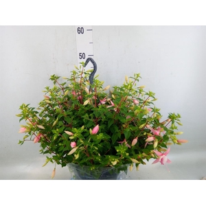 Fuchsia  'Bella Fuchsia Sophia'