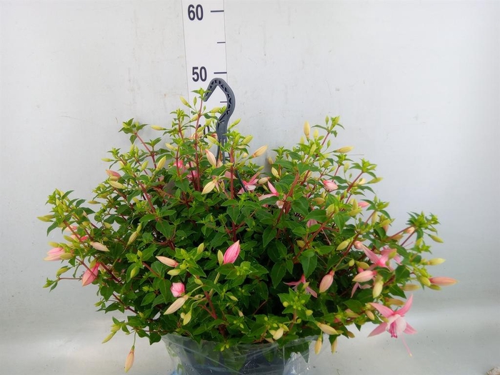 <h4>Fuchsia  'Bella Fuchsia Sophia'</h4>