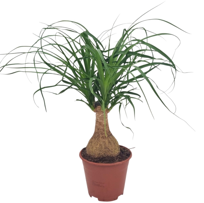 <h4>BEAUCARNEA RECUR</h4>