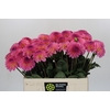 Dahlia Esli