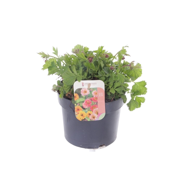 <h4>Geum Pink Petticoats</h4>