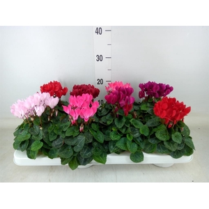 Cyclamen KL 'Compact'
