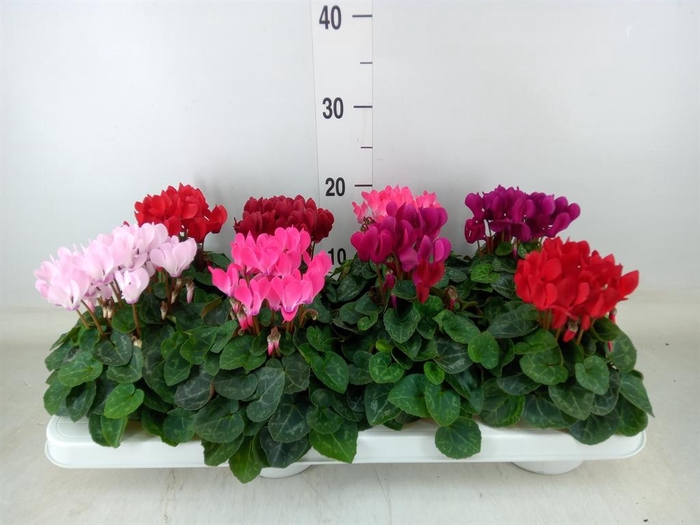 <h4>Cyclamen KL 'Compact'</h4>