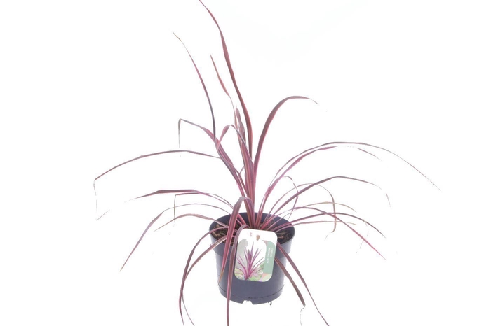 <h4>Cordyline australis Salsa</h4>