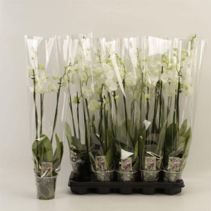 <h4>PHAL OV WIT</h4>