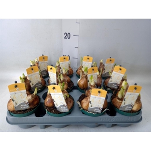 Narcissus DU 'Bridal Crown'