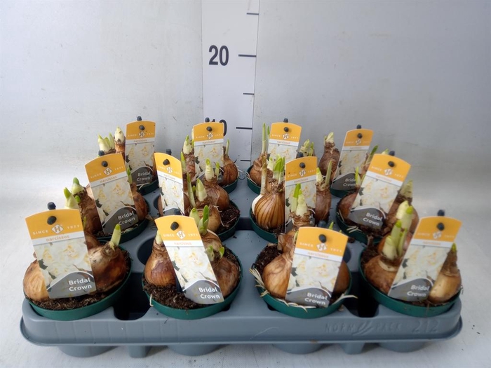 <h4>Narcissus DU 'Bridal Crown'</h4>