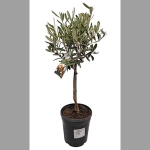 OLEA EUROPAEA