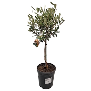 OLEA EUROPAEA