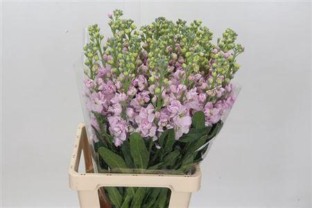 <h4>Matth Ov Light Pink</h4>