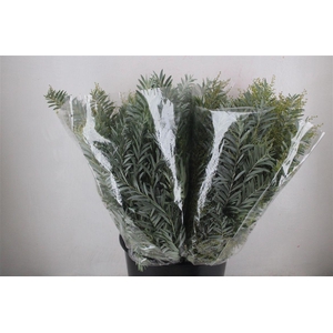 Mimosa Luna D'argento P Bunch