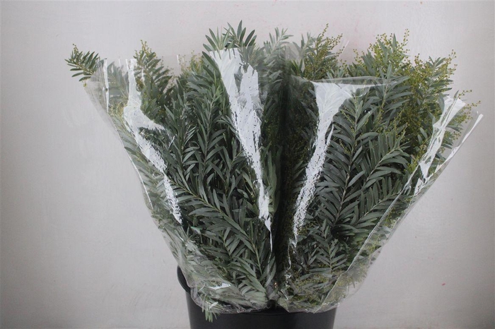 <h4>Mimosa Luna D'argento P Bunch</h4>